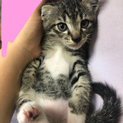 兄妹猫の里親様募集中！