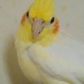 口笛大好きオカメインコ