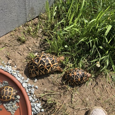 初期リクガメエリア