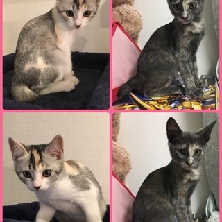 個性的な毛色の兄弟