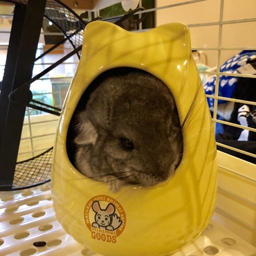 ぷっちん