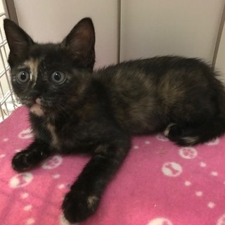 可愛いサビちゃん