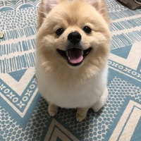 もふぞう