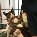 ４ヶ月強の仔猫
