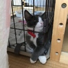 ４ヶ月強の仔猫 サムネイル2