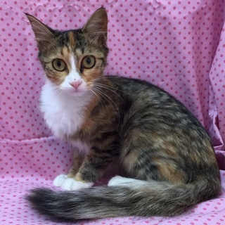 半長毛美猫のミケ子ちゃん