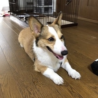 犬種：コーギー♀里親募集致します。