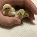 ヒメウズラ雛３羽の里親を募集します。
