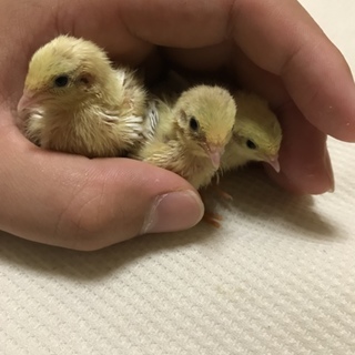 ヒメウズラ雛３羽の里親を募集します。