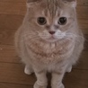 れいほう