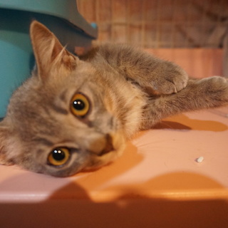 人なれ完璧、グレー美猫モモちゃん、医療・しつけ済