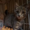 人なれ完璧、グレー美猫モモちゃん、医療・しつけ済 サムネイル2