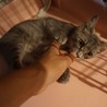 人なれ完璧、グレー美猫モモちゃん、医療・しつけ済 サムネイル6