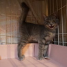 人なれ完璧、グレー美猫モモちゃん、医療・しつけ済 サムネイル7