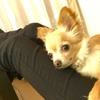 せん