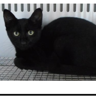 里親様に迎えられました。有難うございました。