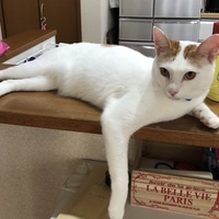 マロン