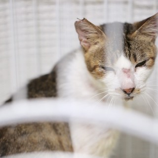 クタクタのまちねこだった白キジ猫のくぅ太