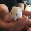 ゴールデンハムスター子ハム里親様募集中