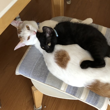 モコの写真