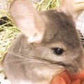 小動物チンチラ （）