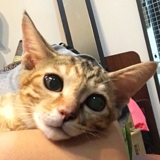 8/18池袋★麦わら花子ちゃん★抱っこ大好き^_^