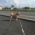 里親募集中