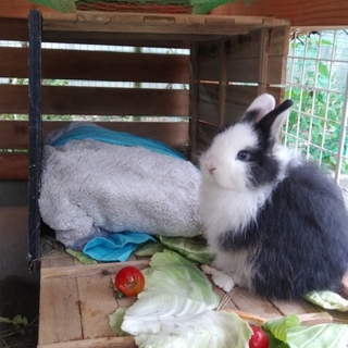 ミニウサギの赤ちゃん里親さん募集