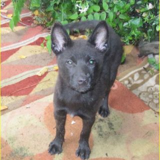 甲斐犬の仔犬　３ヵ月