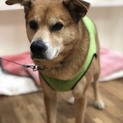 ふれあい慰問犬として働いて来た子を迎えて下さい