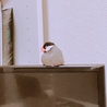 ぶんぶんちょう