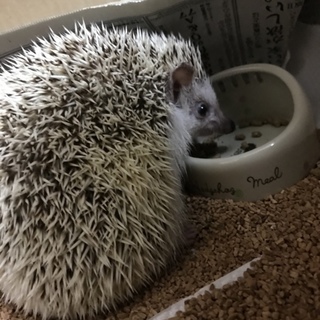 ハリネズミ♂里親さん募集！