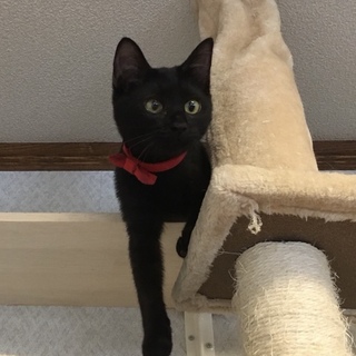 人が大好きな黒猫の女の子 ひまわりの里親募集