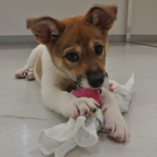 大切にしてくれる飼主さん募集中！