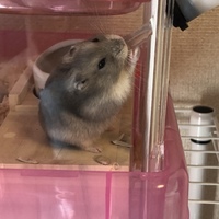 ブルーノ