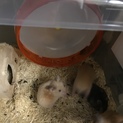 セーブルのベビー♂