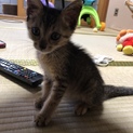 生後1ヶ月♂子猫