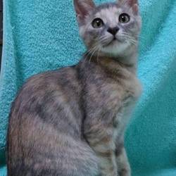 三鷹で猫の譲渡会を行います❤️