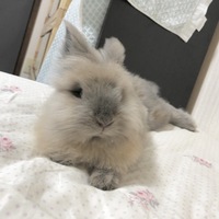 のあ