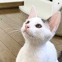 白 ワンポイントキジ柄 ワクチン済 デレデレ君です