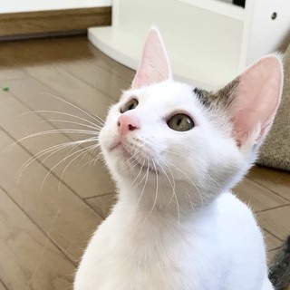 白 ワンポイントキジ柄 ワクチン済 デレデレ君です