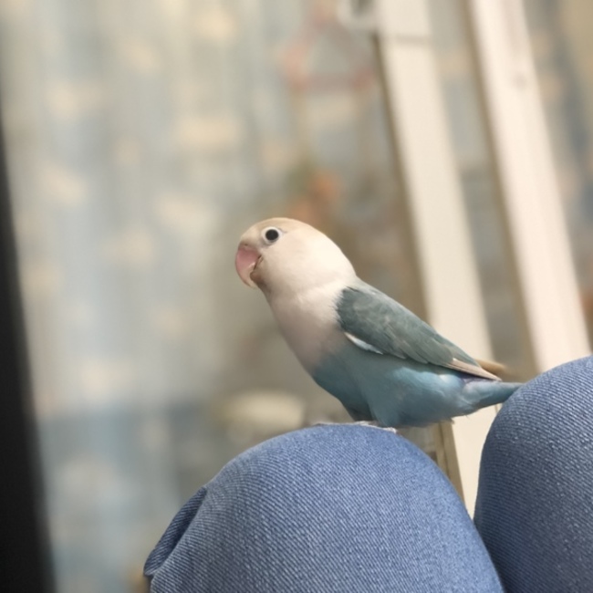 みのむし06のカバー写真