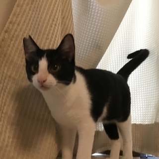 僕ストーカーで声がデカイです