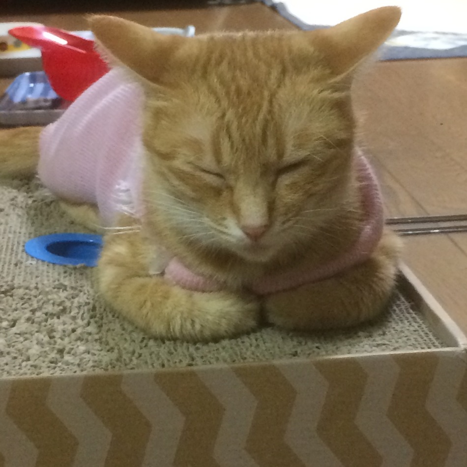 くーのカバー写真