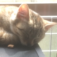 エルドレッドももこ