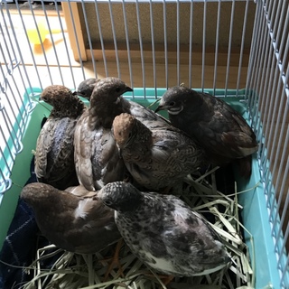 姫うずら7羽☆里親募集！