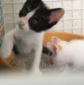 子猫の里親さんを探しています。