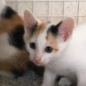 3ヶ月の子猫 里親さん募集