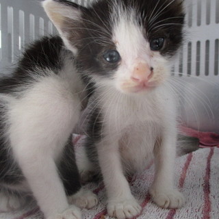 小さなハチワレ兄弟です。収容期限8/21朝