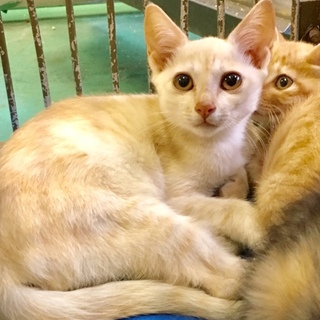 呼びかけると大あくびクリーム色の子猫